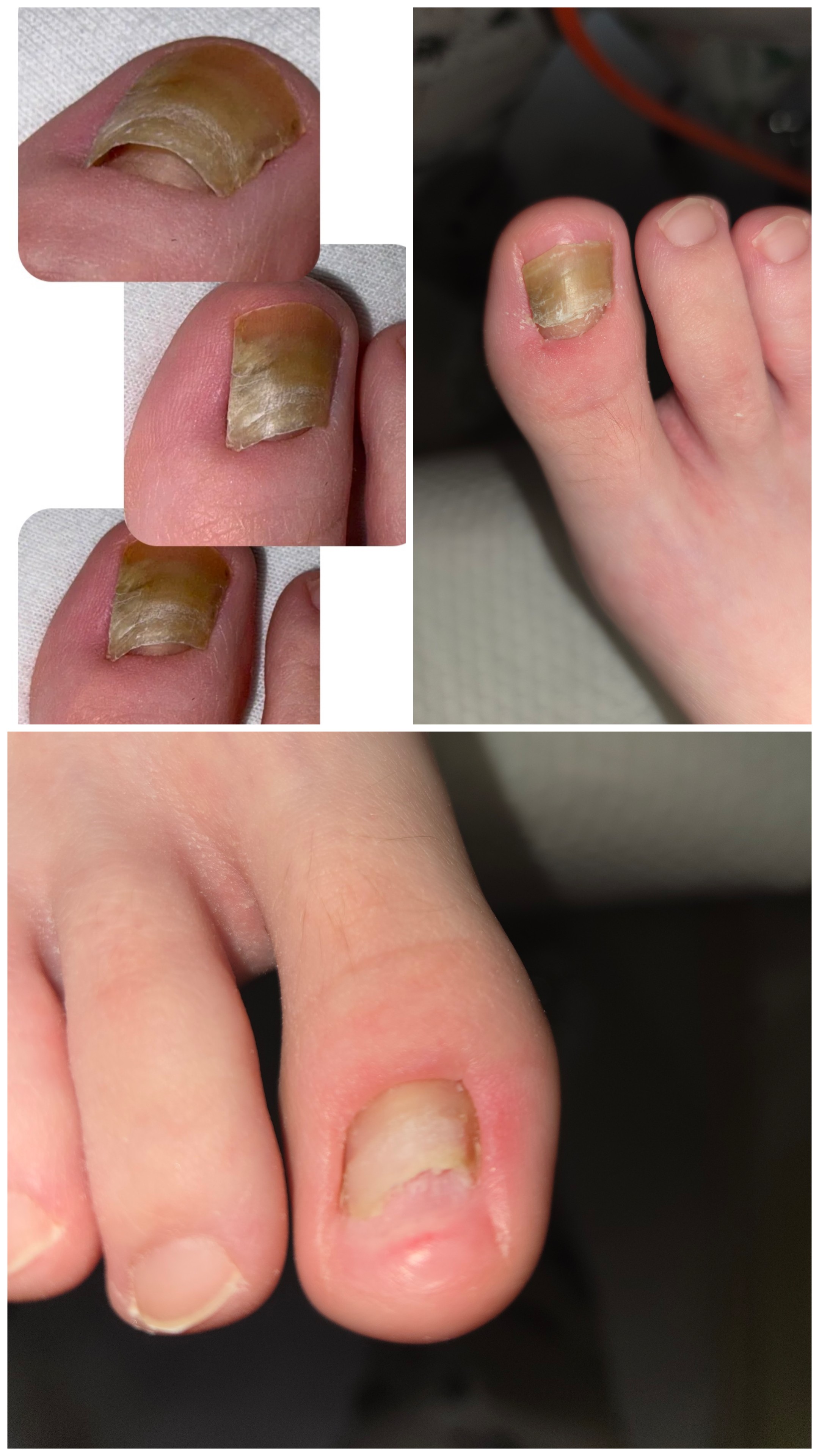 Reginails munka
